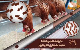 فناوری نانو سوددهی پرورش طیور را افزایش می‌دهد