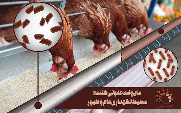 فناوری نانو سوددهی پرورش طیور را افزایش می‌دهد